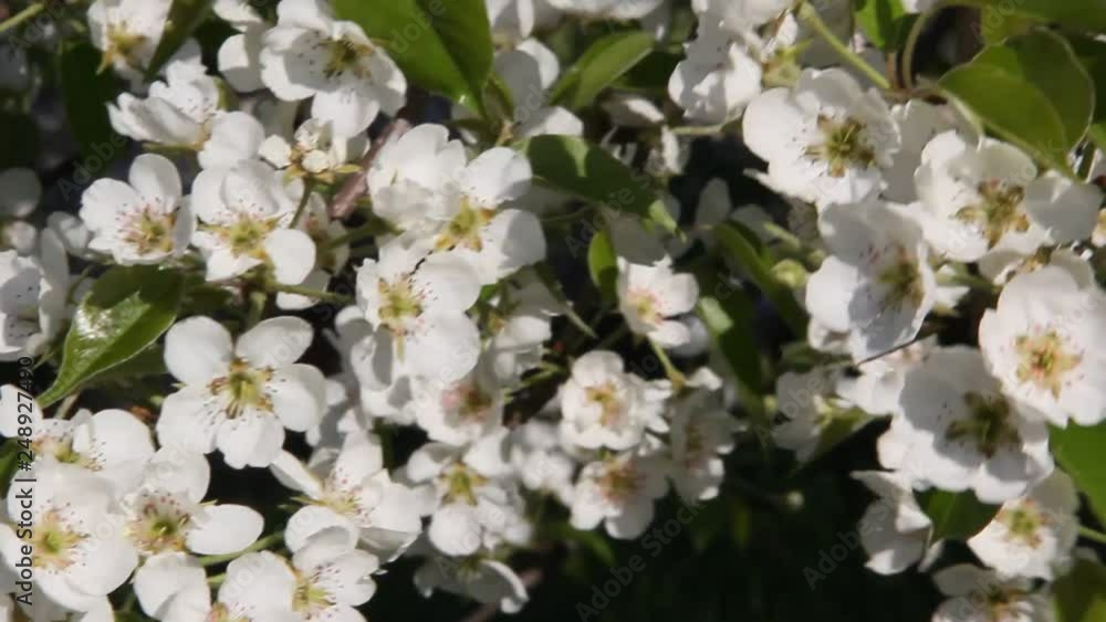 Flowering pear tree with beautiful white flowers Flowering pear tree with beautiful white flowers