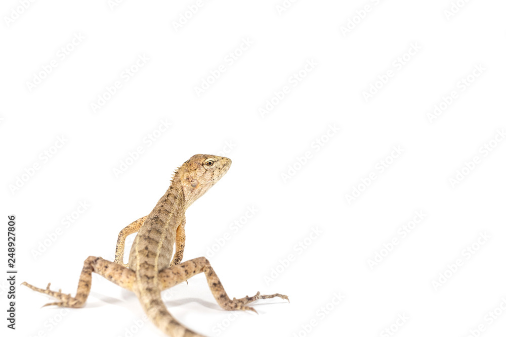 Fototapeta premium Close up tree lizard or garden lizard is turn back looking isolated on white background.
