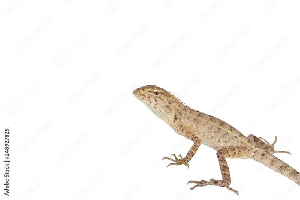 Naklejka premium Close up tree lizard or garden lizard isolated on white background.