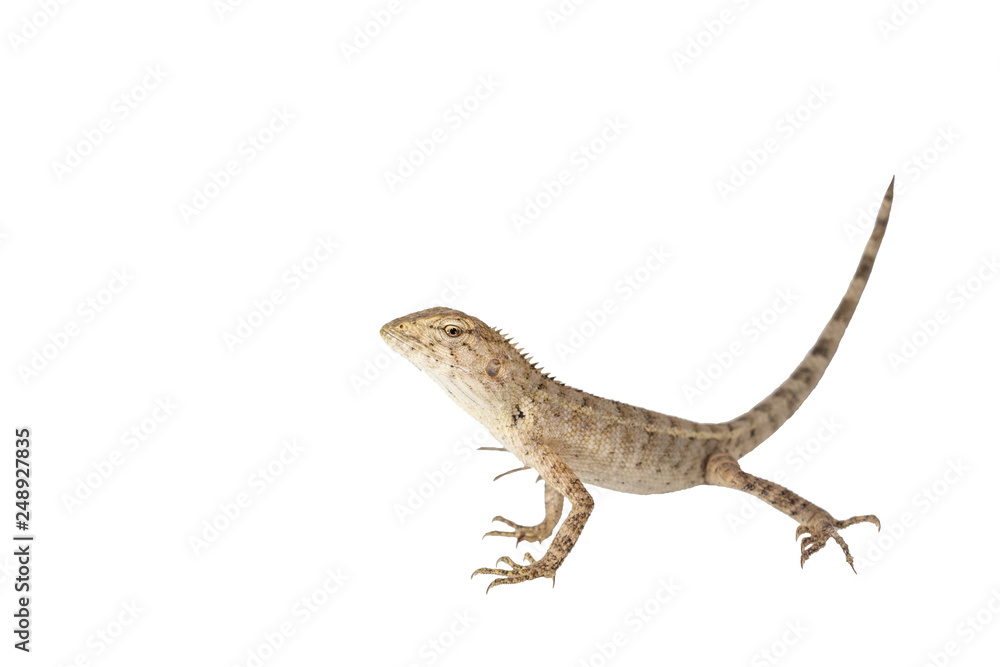 Naklejka premium Close up tree lizard or garden lizard isolated on white background.