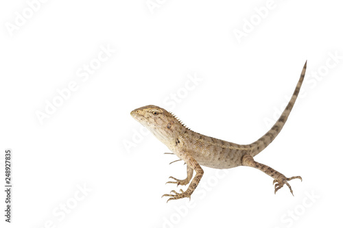 Close up tree lizard or garden lizard isolated on white background.