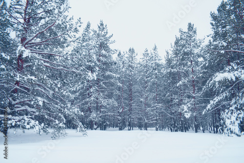 snowy meadow in the winter spruce forest with young trees