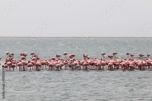 Flamingos (Phoenicopteridae) - Namibia Africa