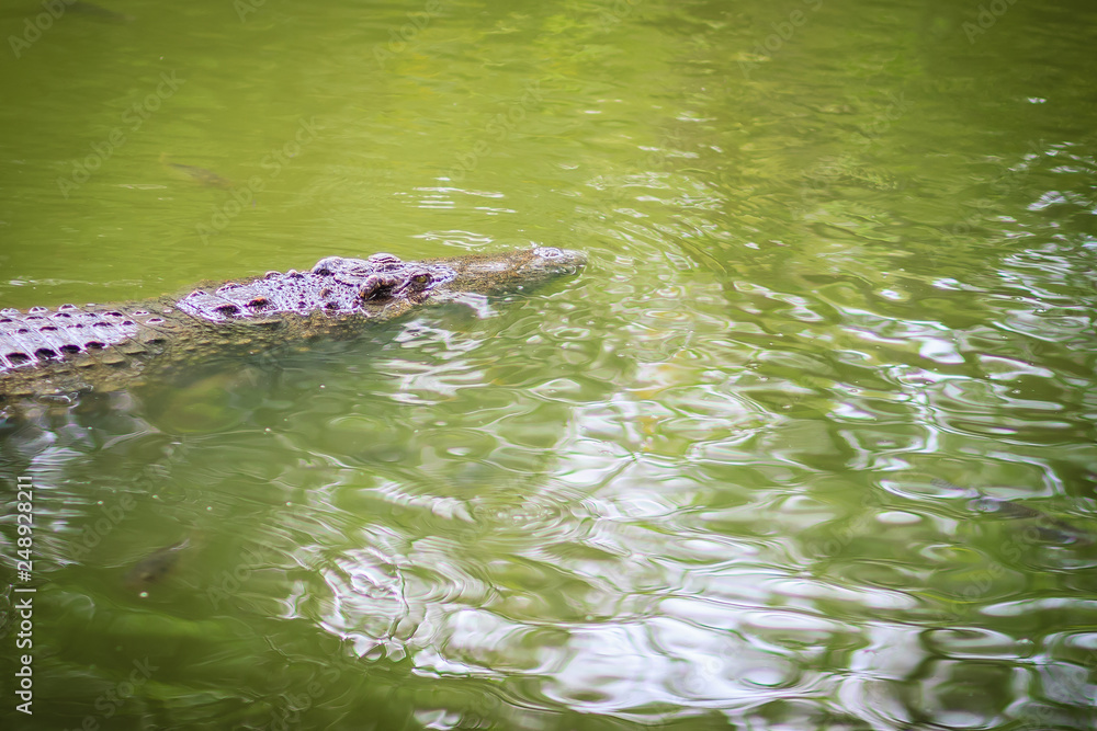 Crocodile and fishes are swimming in the clear river. Crocodile and fishes are swimming in the clear river.