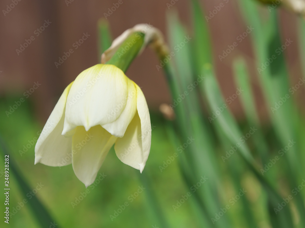 Obraz premium White and yellow narcissus daffodil flower outdoors in spring. Close-up