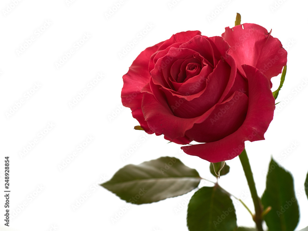 Fototapeta premium red rose isolated on white background