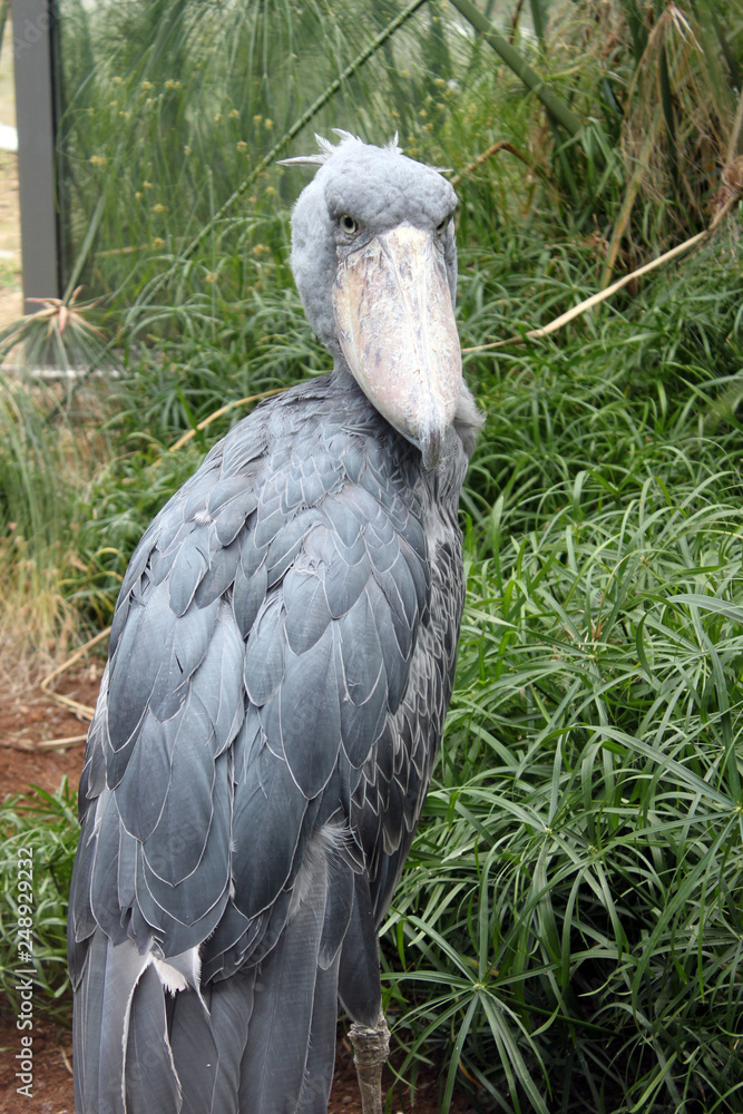 Fotografie white stork in the zoo