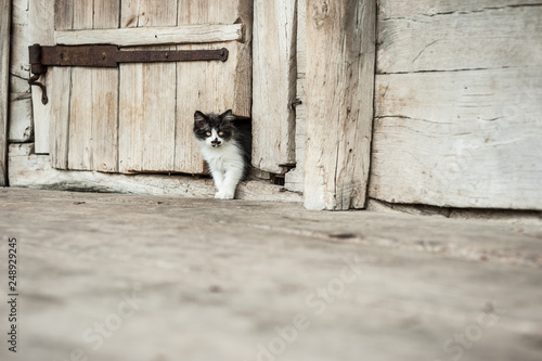 Cute Cat on Rustic background © photo-nuke