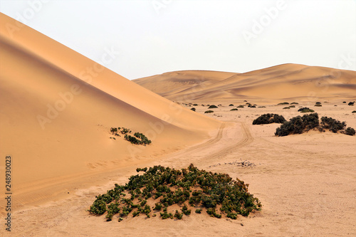  sand dune  swakopmund  - Namibia Africa