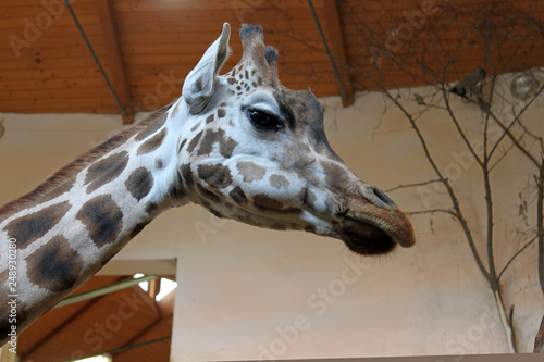 Photography portrait giraffe in the zoo