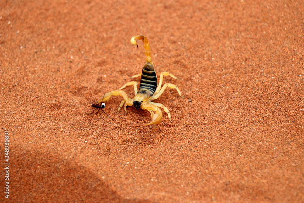 scorpion (parabuthus villosus) - Namibia Africa scorpion (parabuthus villosus) - Namibia Africa