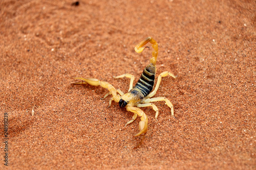 scorpion (parabuthus villosus) - Namibia Africa