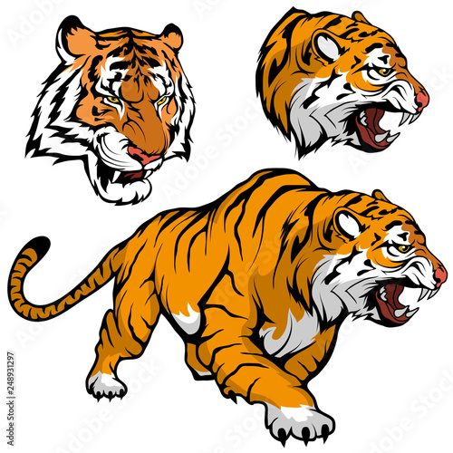 Bengal Tiger set suitable as logo for team mascot  royal tiger drawing sketch in full growth  Tiger Mascot Graphic  vector graphic to design