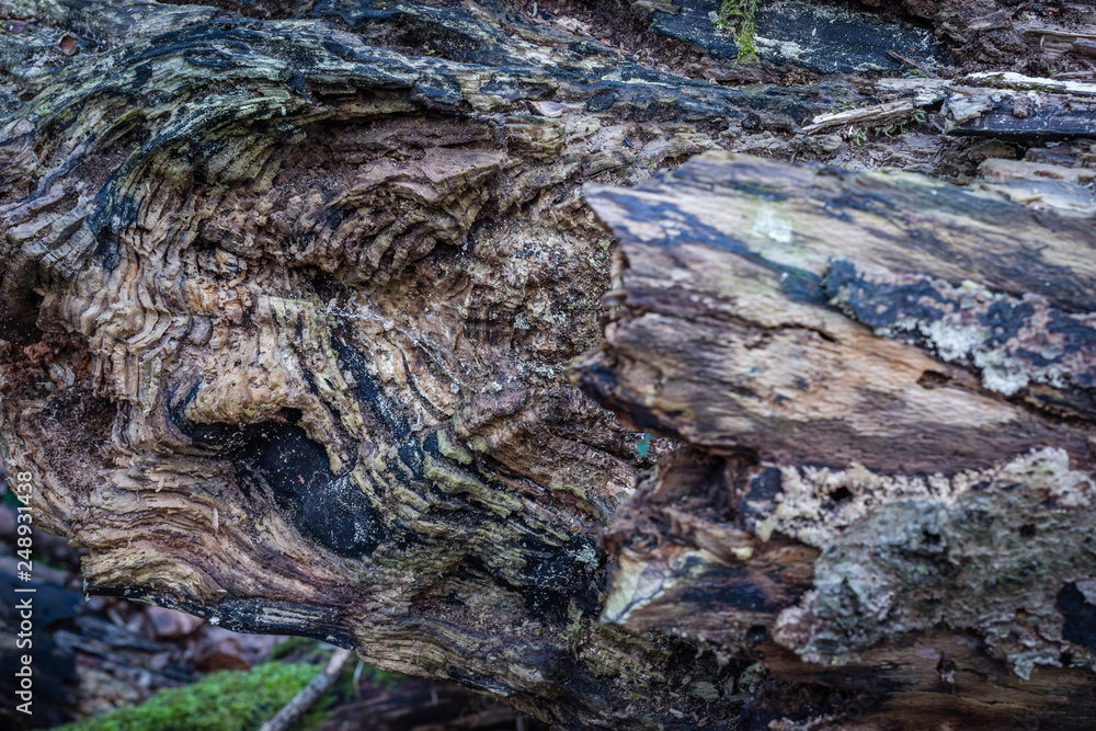 Bark close up 22 Bark close up 22