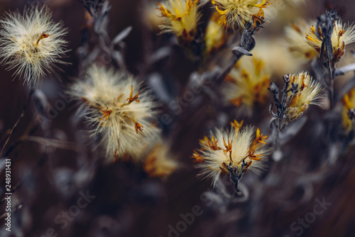 Fluffy plant with yellow tiny flowers