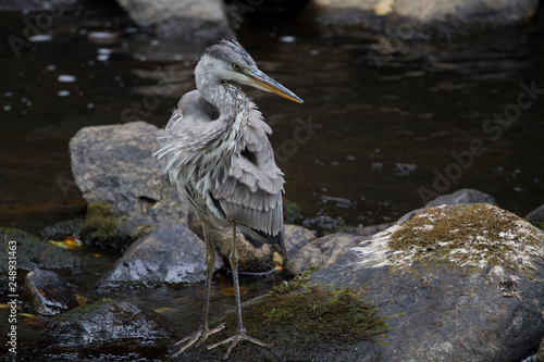 Fischreiher in Schweden am Fluss