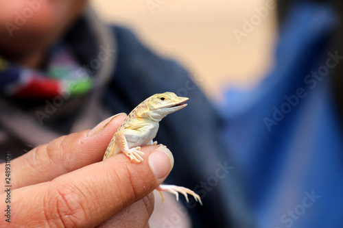shovel Snouted Aporosaura Lizard (anchietae) in the hand - Namibia Africa