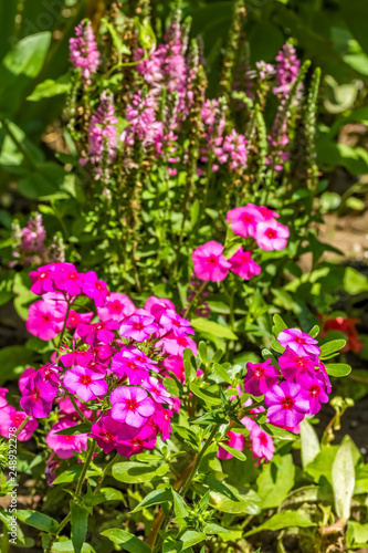 Fototapeta Naklejka Na Ścianę i Meble -  Red sweet-william in the spring sunny garden, close-up