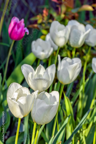 White tulips close-up in the spring sunny garden