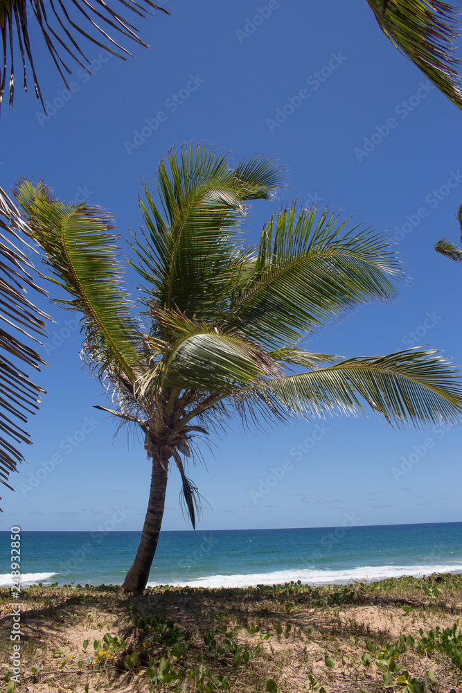 brazlian landscape at the beach with a blue sky in a sunny day
