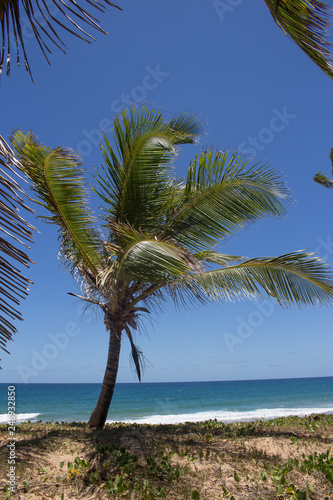 brazlian landscape at the beach with a blue sky in a sunny day