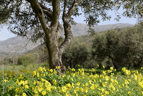 Fototapeta Naklejka Na Ścianę i Meble -  Blumen und Baum auf Kreta
