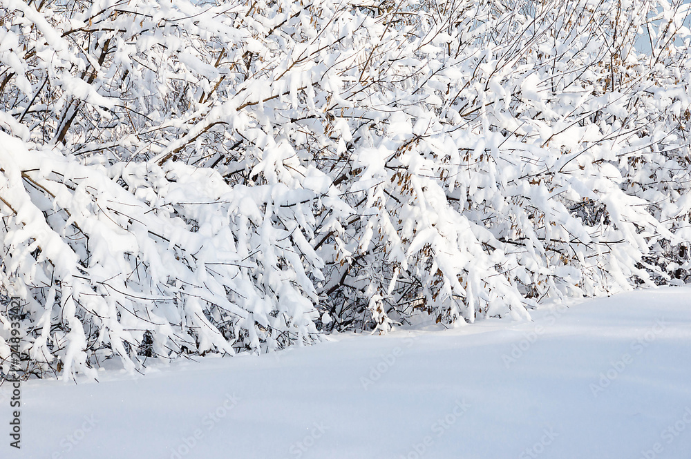 shrubs under snow in a city park on a winter day shrubs under snow in a city park on a winter day