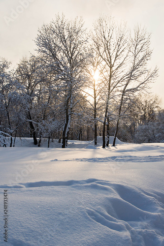 trees under snow and sun in a city park