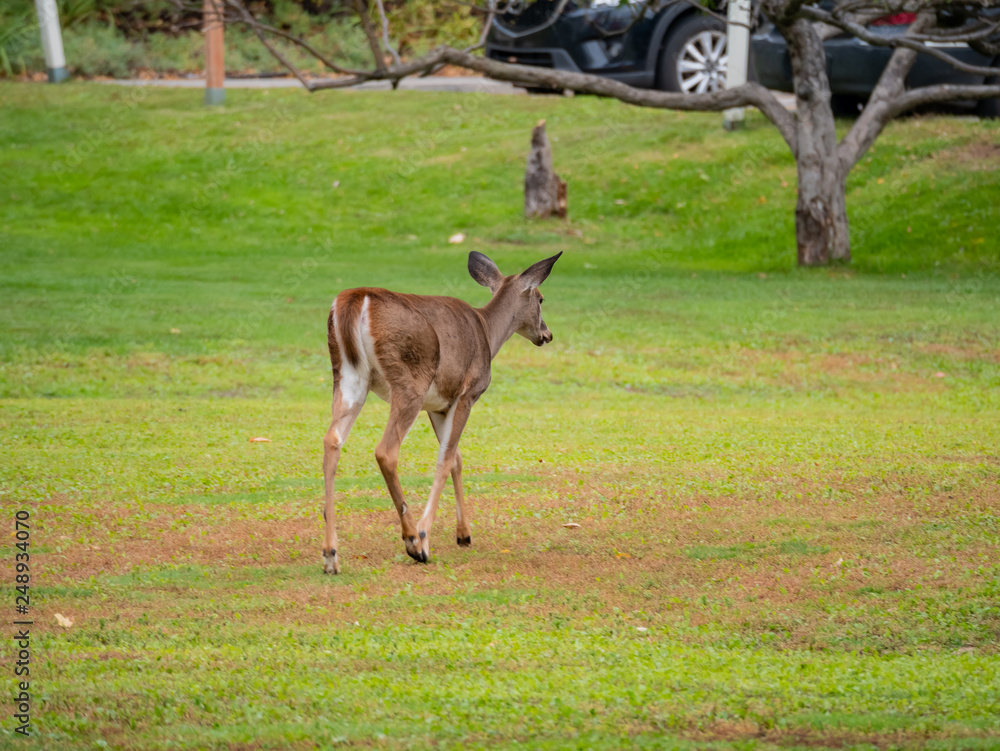 Deer was walking around at Mont-Tremblant National Park Deer was walking around at Mont-Tremblant National Park