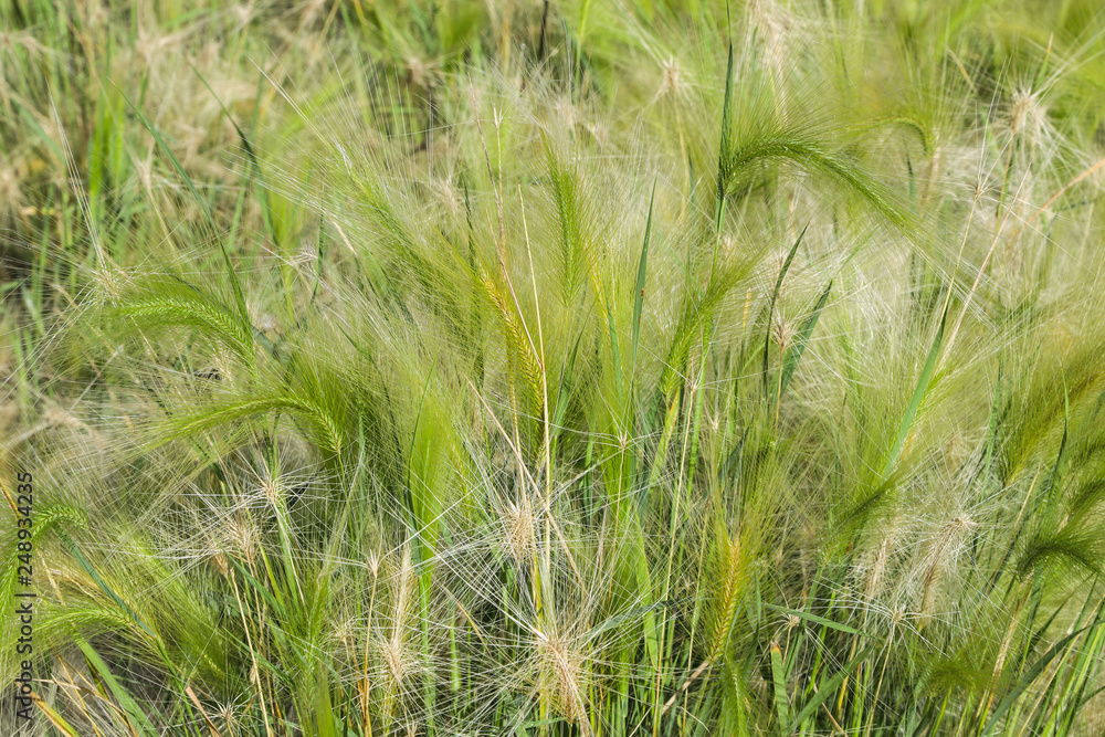 Green grass feather grass in the field