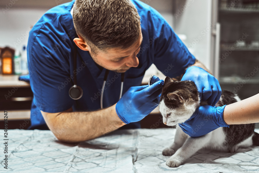 Veterinarian examining cat ear infection with an otoscope in a vet clinic.