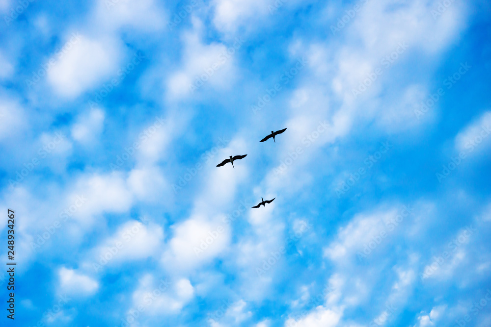 Three gulls on a sunny small cloud sky with blue, Chelem, Mexico