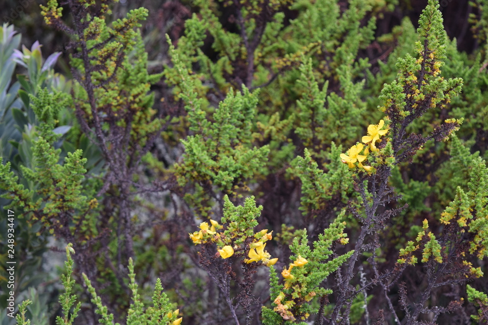 Fototapeta premium yellow flower