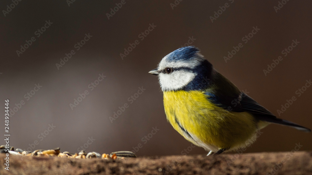 Fototapeta premium Oiseaux du Grésivaudan - Isère.