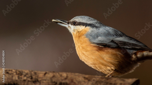 Oiseaux du Grésivaudan - Isère. photo