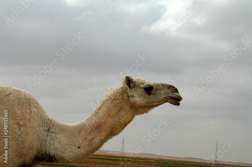 Camel the Saudi desCamel the Saudi desert shipert ship