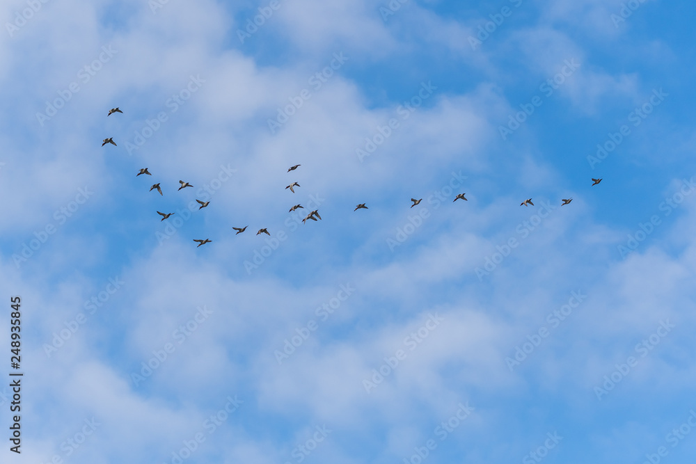 A Group of Wild Ducks Flying in an Almost Perfect V Formation A Group of Wild Ducks Flying in an Almost Perfect V Formation