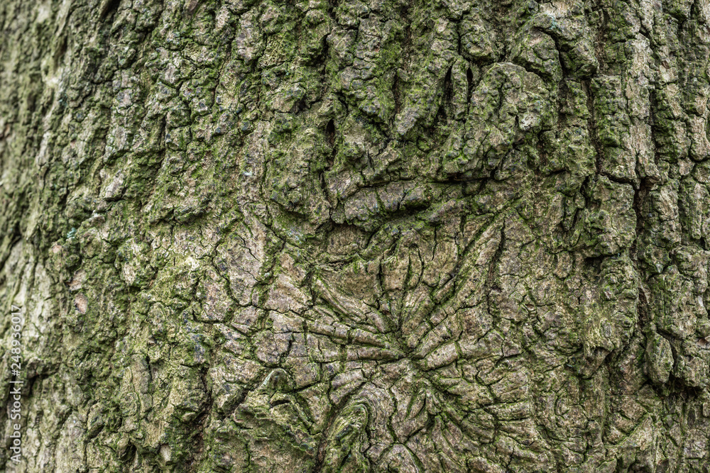 Bark close up 10 Bark close up 10