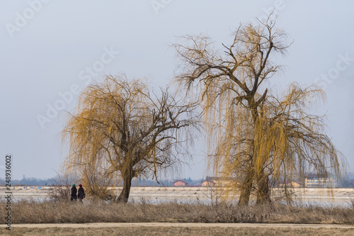 Walking by the Weeping Willows on a Sunny Winter Day