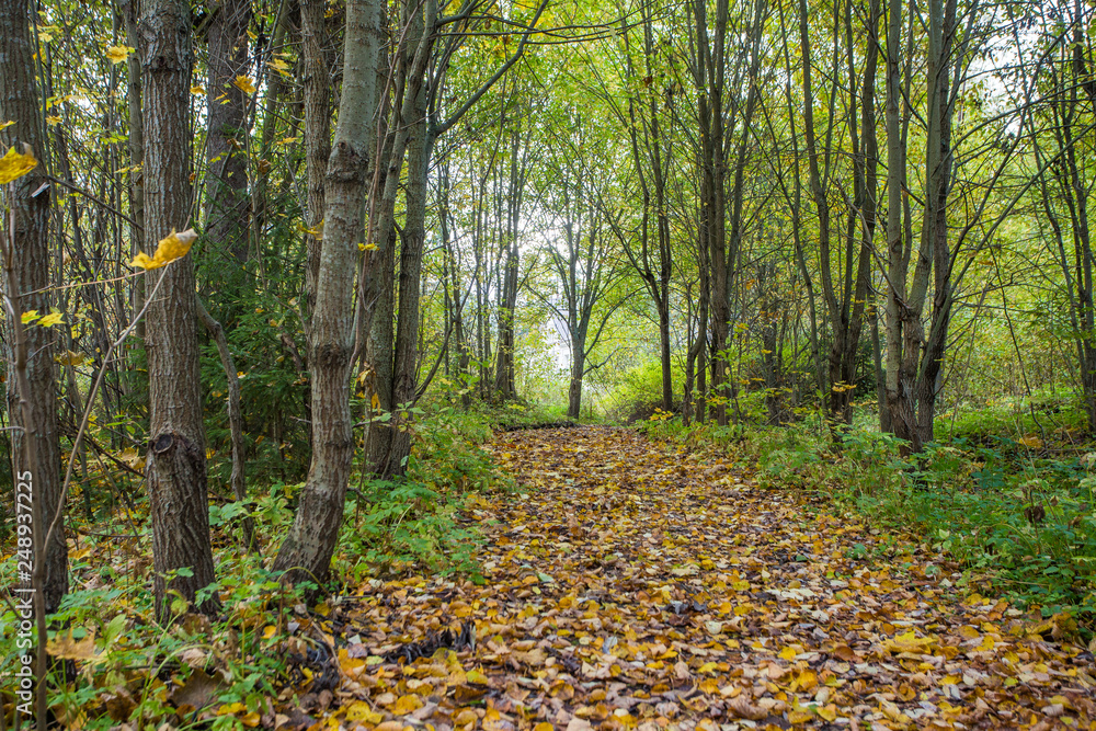 Forest trail Forest trail