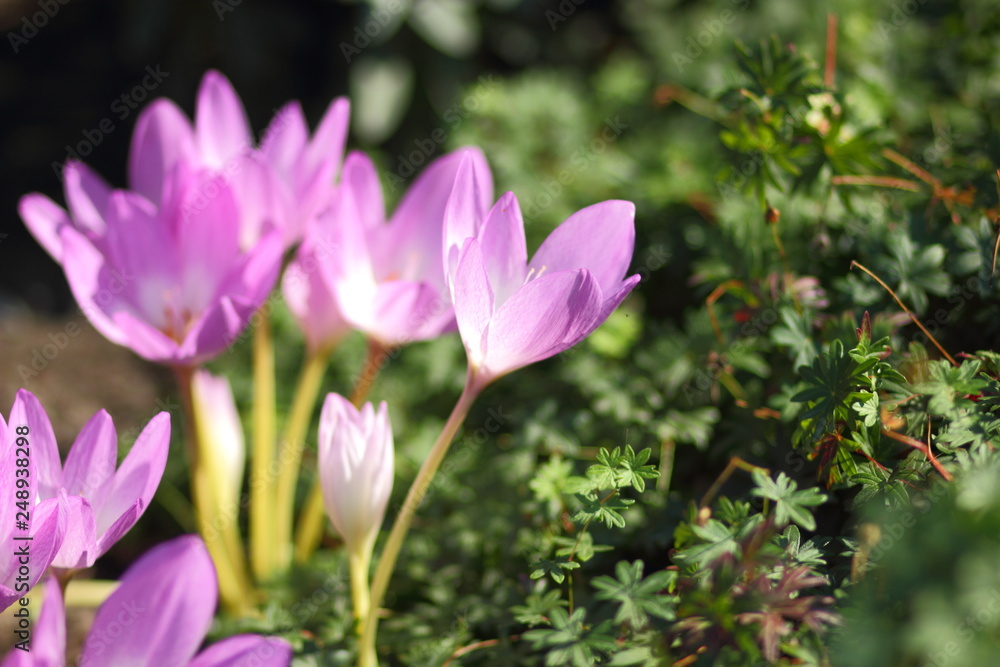 Spring crocus blooms in the garden. Purple flowers in the sun. Many spring crocus flowers in the park Spring crocus blooms in the garden. Purple flowers in the sun. Many spring crocus flowers in the park