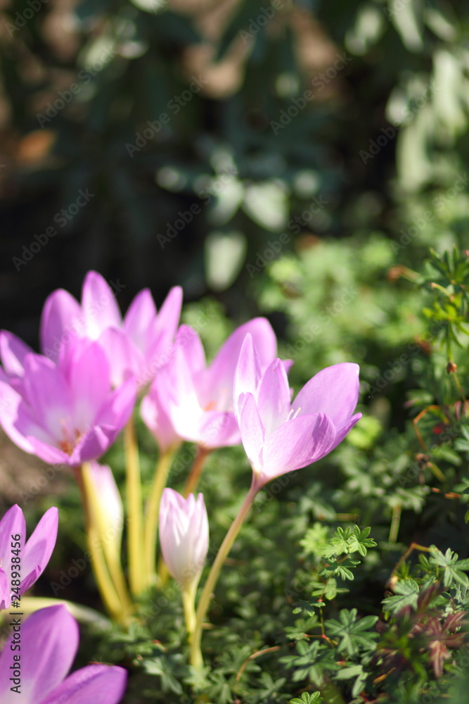 Spring crocus blooms in the garden. Purple flowers in the sun. Many spring crocus flowers in the park Spring crocus blooms in the garden. Purple flowers in the sun. Many spring crocus flowers in the park