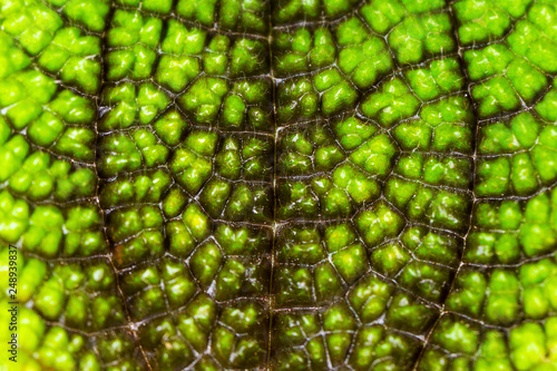 close up texture of colorful leaves of Green Episcia cupreata plant photo