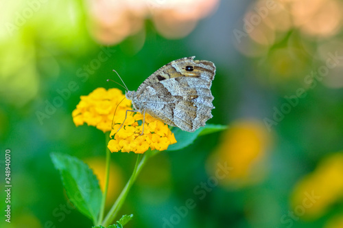 Closeup beautiful butterfly sitting on flower