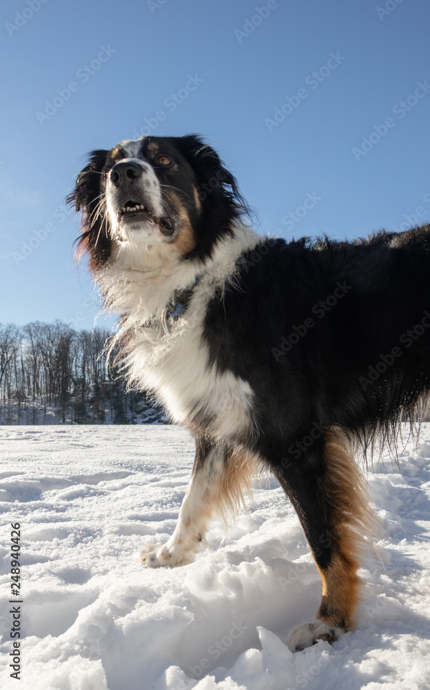 Australian shepherd collie mix outside on a bright winter day Australian shepherd collie mix outside on a bright winter day