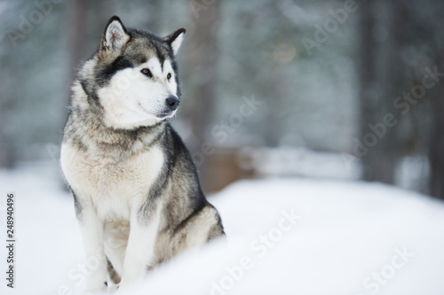 Portrait of Alaskan Malamute sitting in snow. Selective focus and shallow depth of field. © ekim