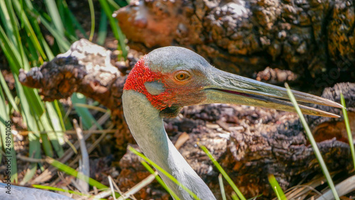 Australian Brolga close up head opening mouth photo