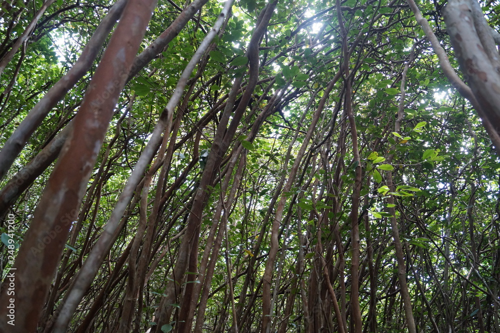 Fototapeta premium Black River Georges Nationalpark 