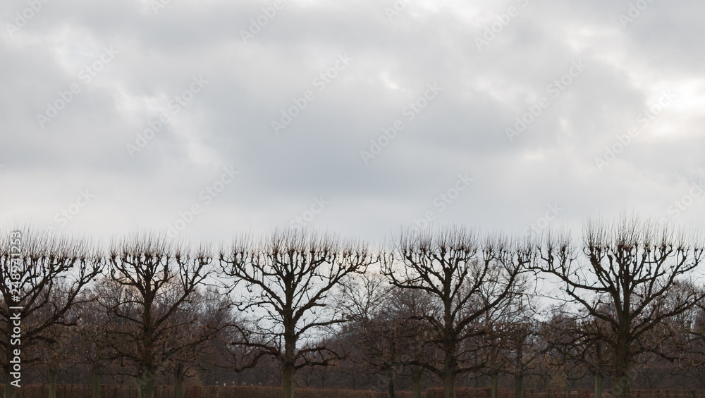herrenhausen palace trees cut trimmed tops winter