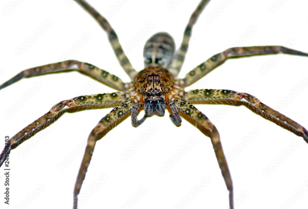 Beautiful spider on a spider web- Stock Image Beautiful spider on a spider web- Stock Image